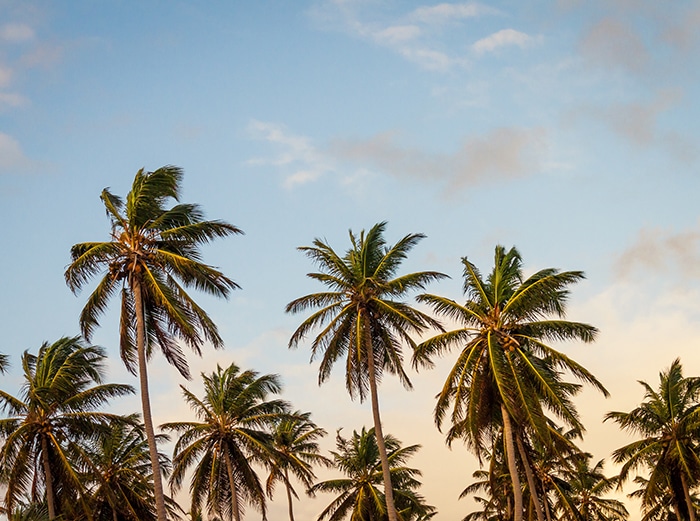 palm trees tourism